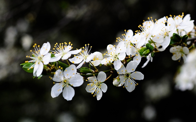 white-cherry-blossoms-4100x2556_92775